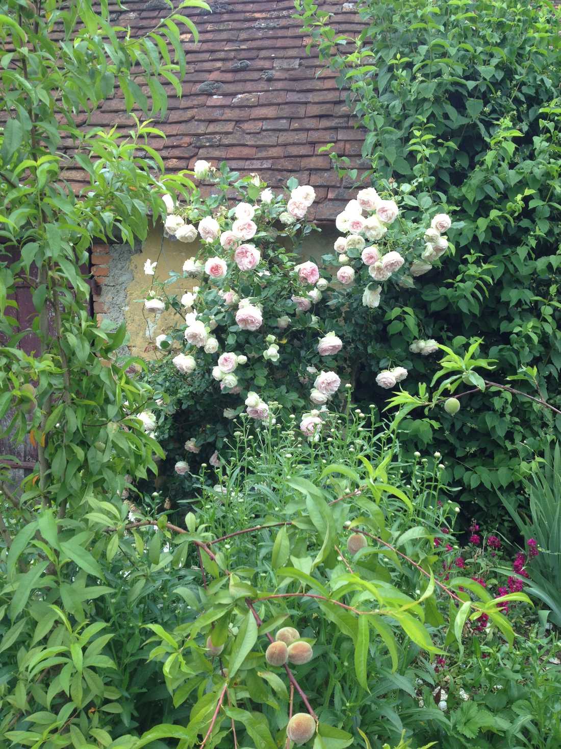 Fleurs blanches dans un jardin de villégiature