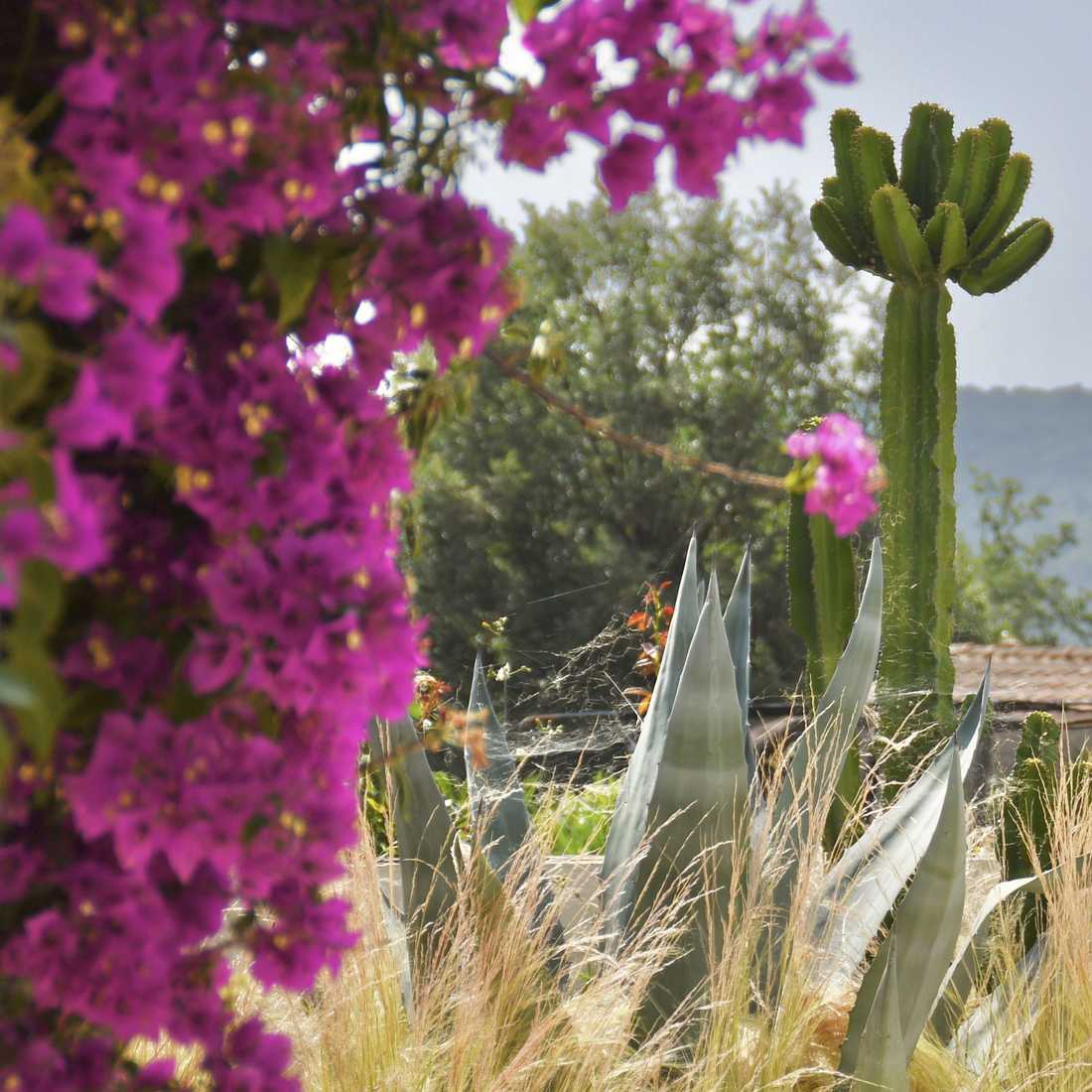 Massifs paysagers méditerranéen selectionnés par un paysagiste à Saint-Tropez