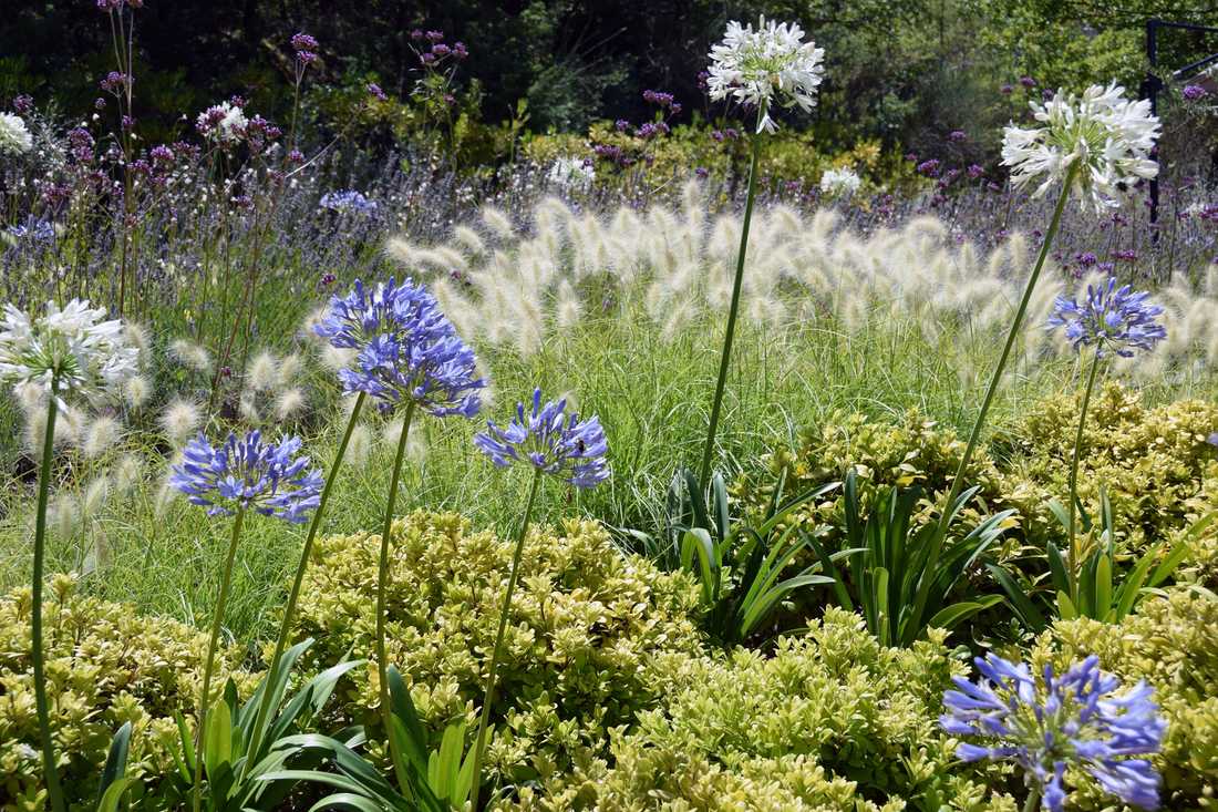 Fleurs et floraisons méditerrannéenes aménaagé par un concepteur paysagiste à Toulon